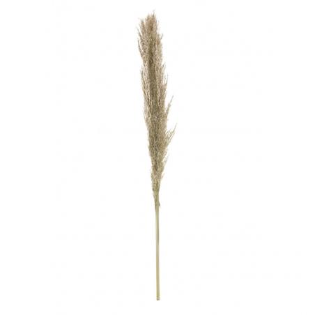 PAMPA GRASS NATURELLE 115CM