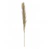 PAMPA GRASS NATURELLE 115CM