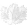 PLUME DE DECORATION BLANCHE