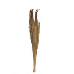 BOUQUET PAMPA GRASS 250G 110CM NATUREL